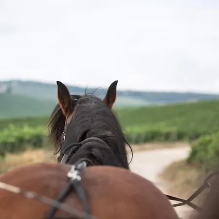 Le Clos Maison 3 Avec Extérieur Et Parking Centre Hébergement de vacances Épernay