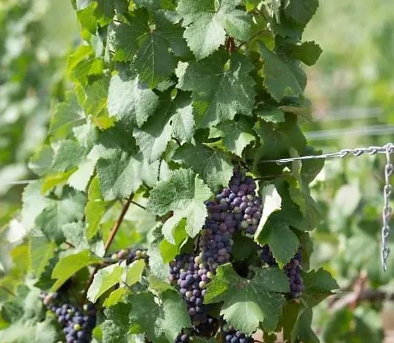 Le Clos Maison 3 Avec Exterieur Et Parking Centre Holiday home Epernay